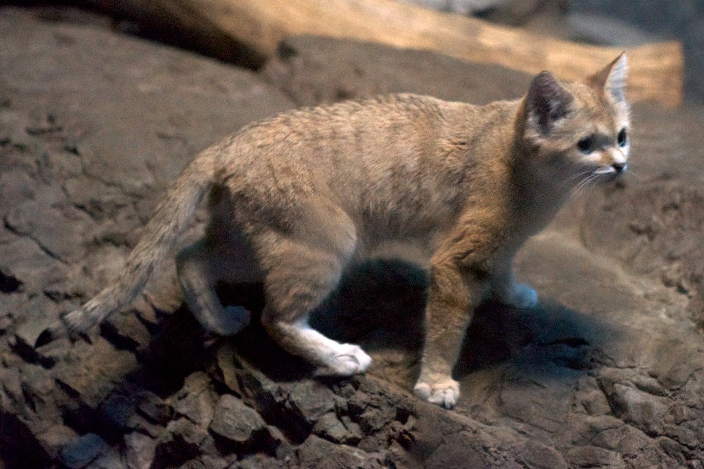 Sand Cat  - Species of Wild Cats