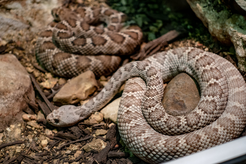 Santa Catalina Rattlesnake