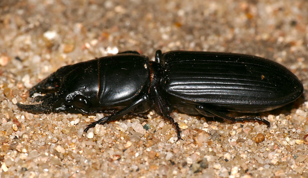 Scarites Ground Beetle