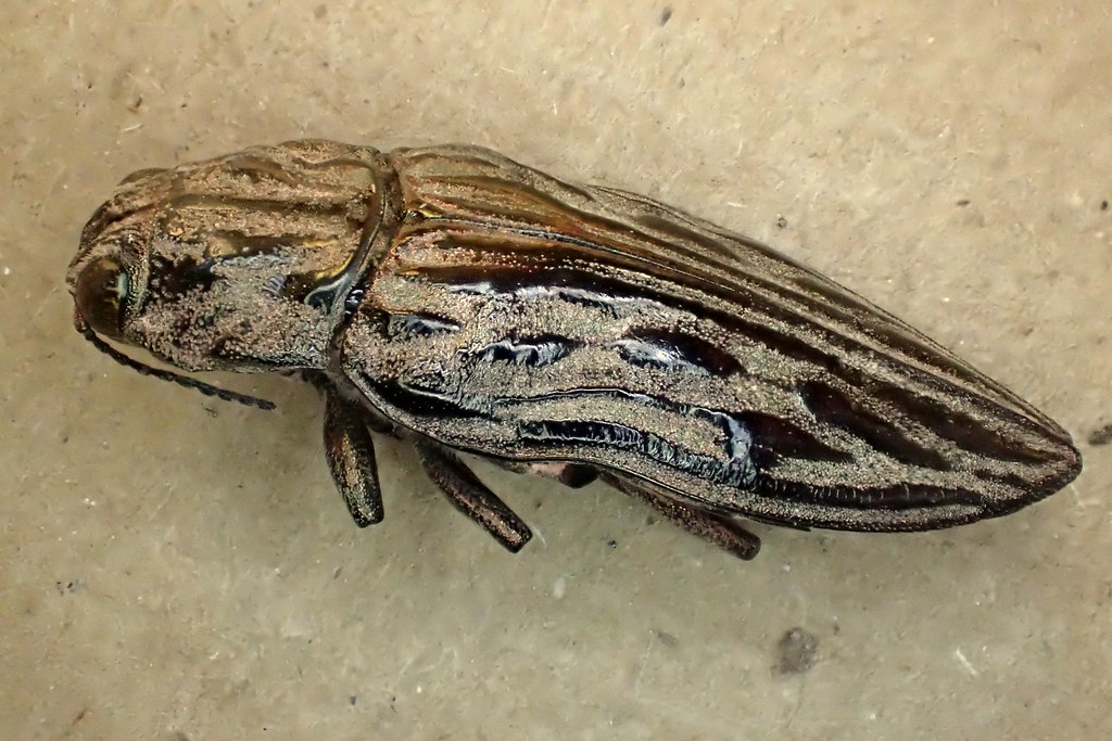 Sculptured Pine Borer Beetle