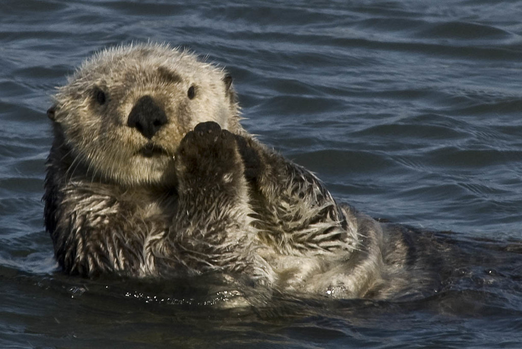 Sea Otter