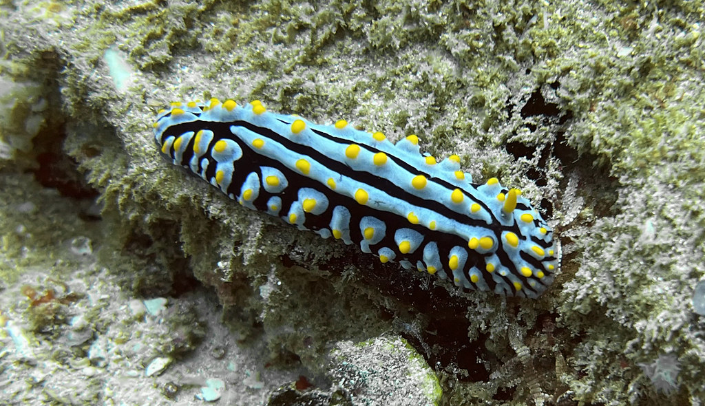 Sea Slugs