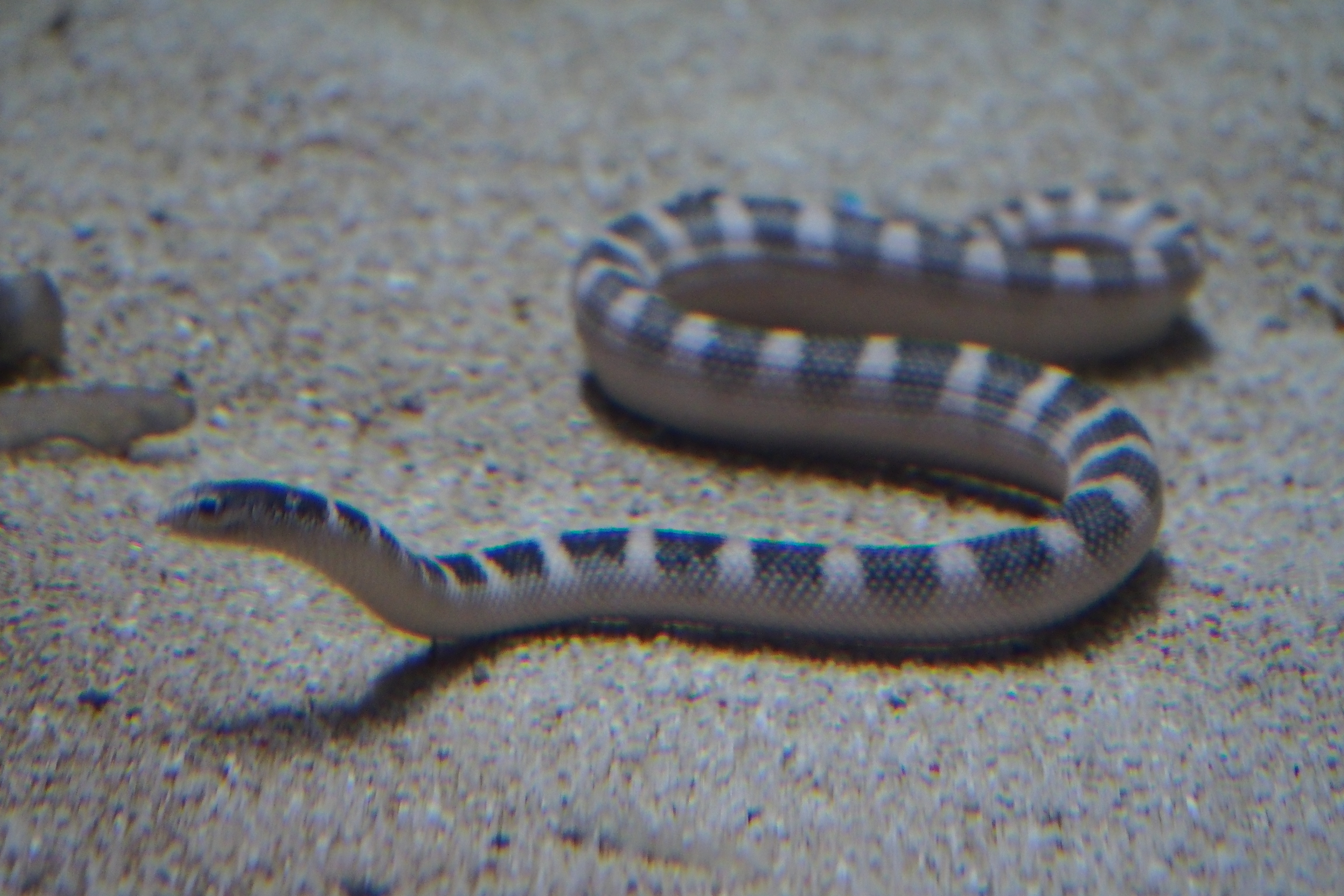 Sea Snakes