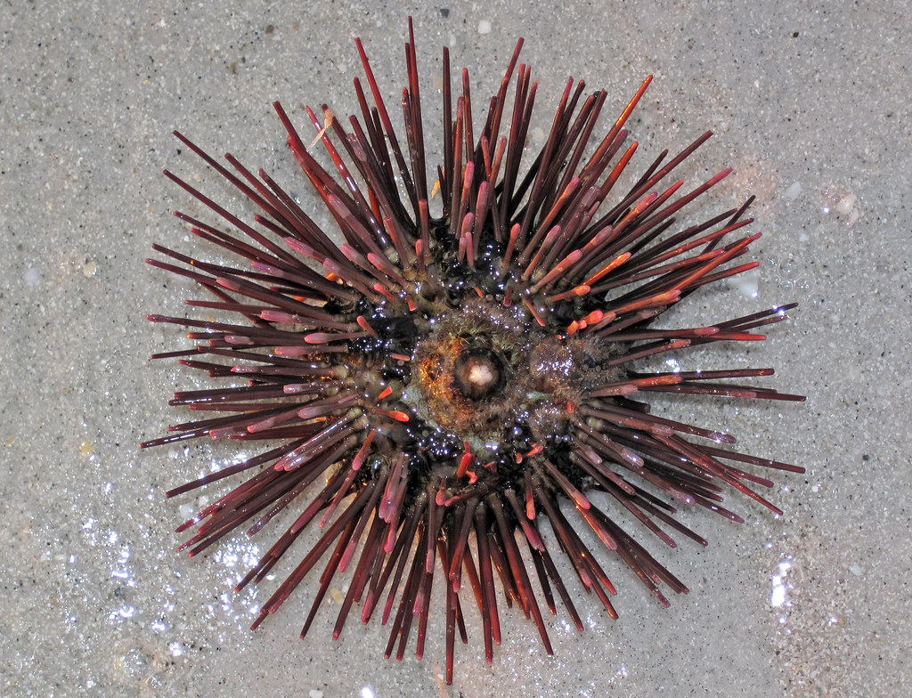 Sea Urchin