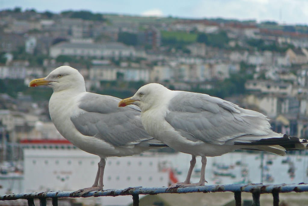 Seagulls