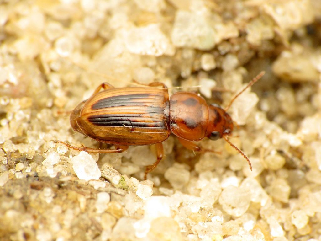 Seedcorn Beetle