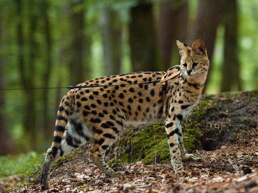 Serval