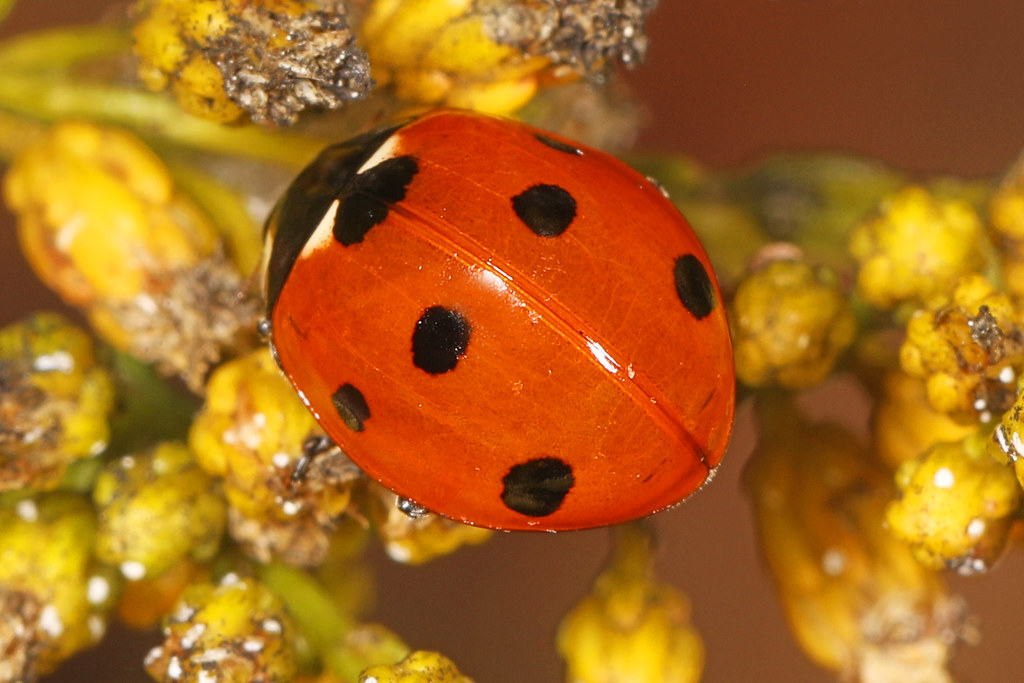 Seven-spotted Lady Beetle