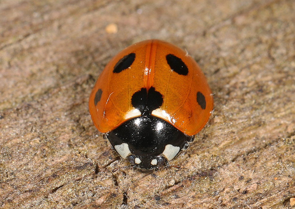 Seven-spotted Lady Beetle