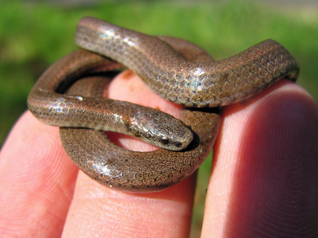 Sharp-tailed Snake
