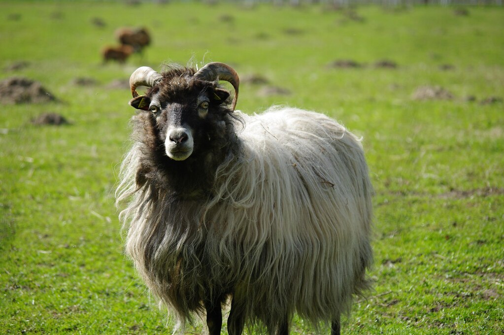 Sheep - Animals With 5 Letters