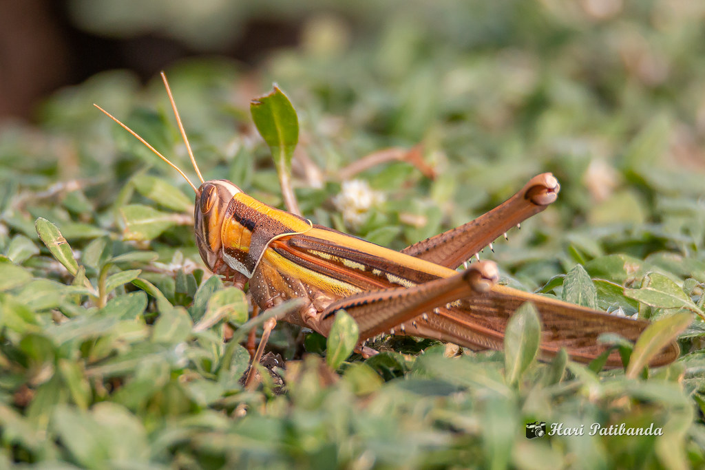 Short-horned Grasshopper