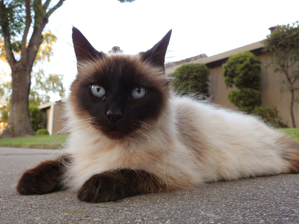 Siamese
