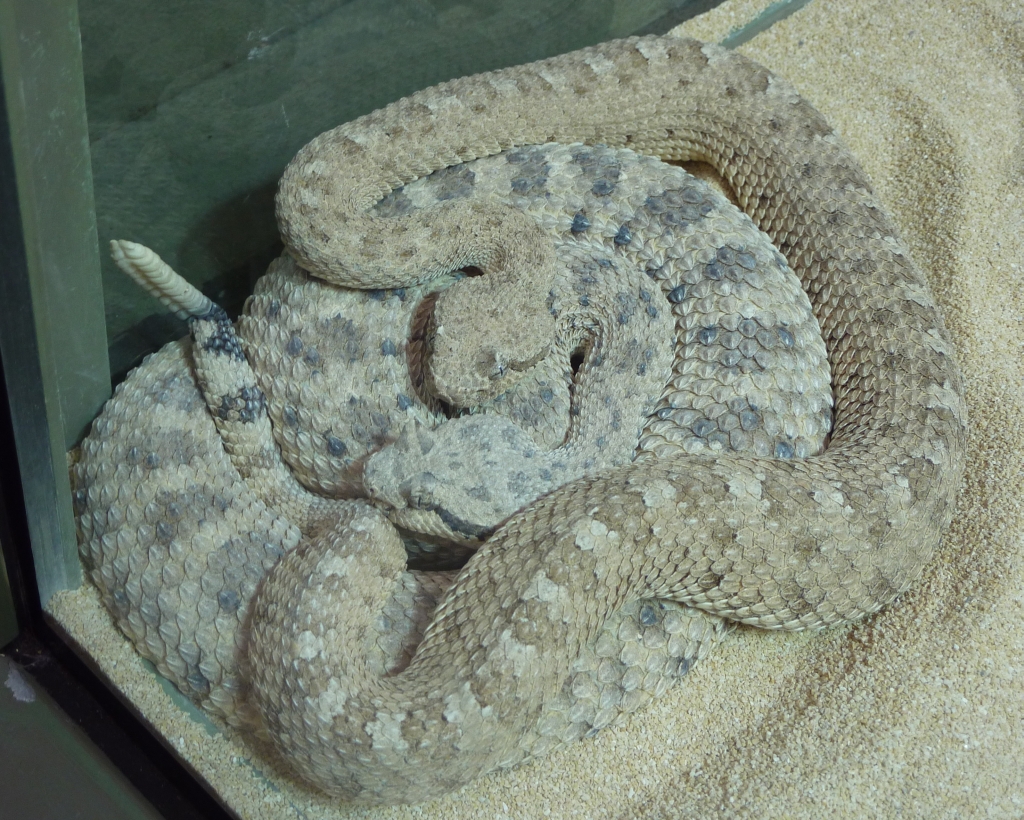 Sidewinder Rattlesnake - Most Venomous Snakes in California