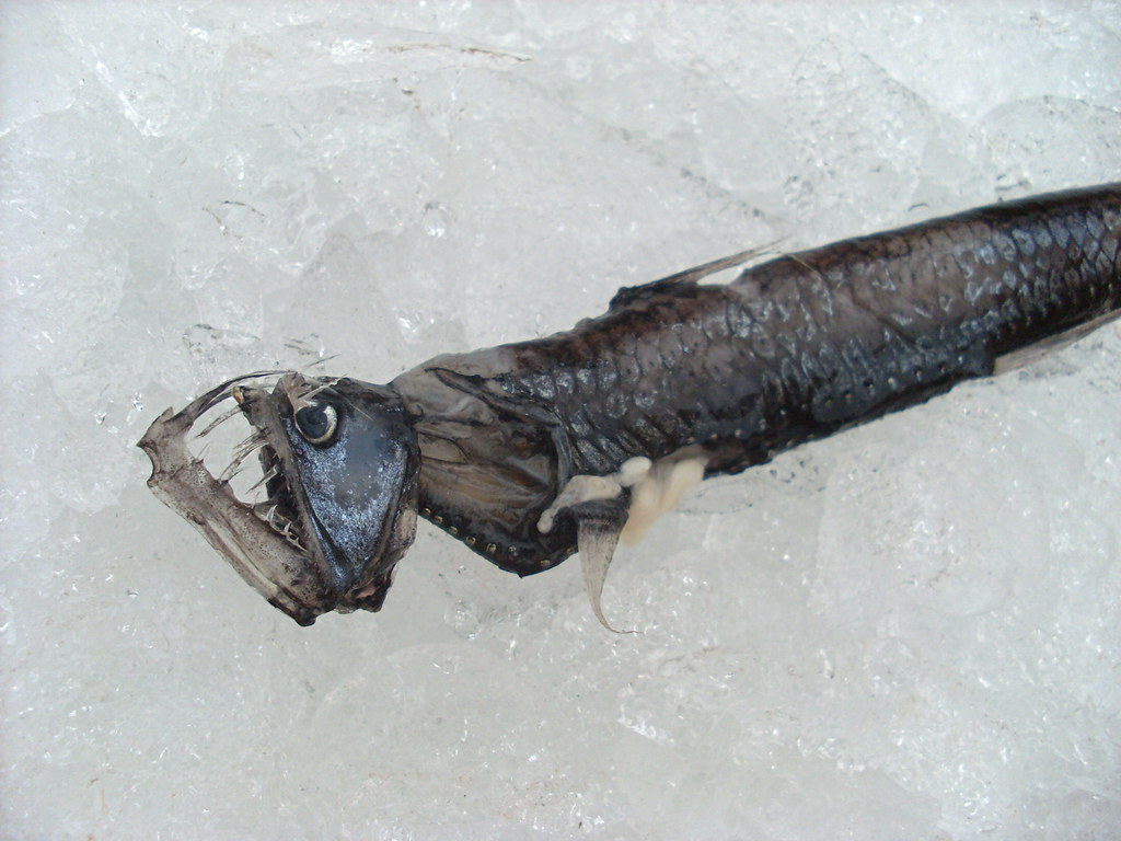 Sloane’s Viperfish