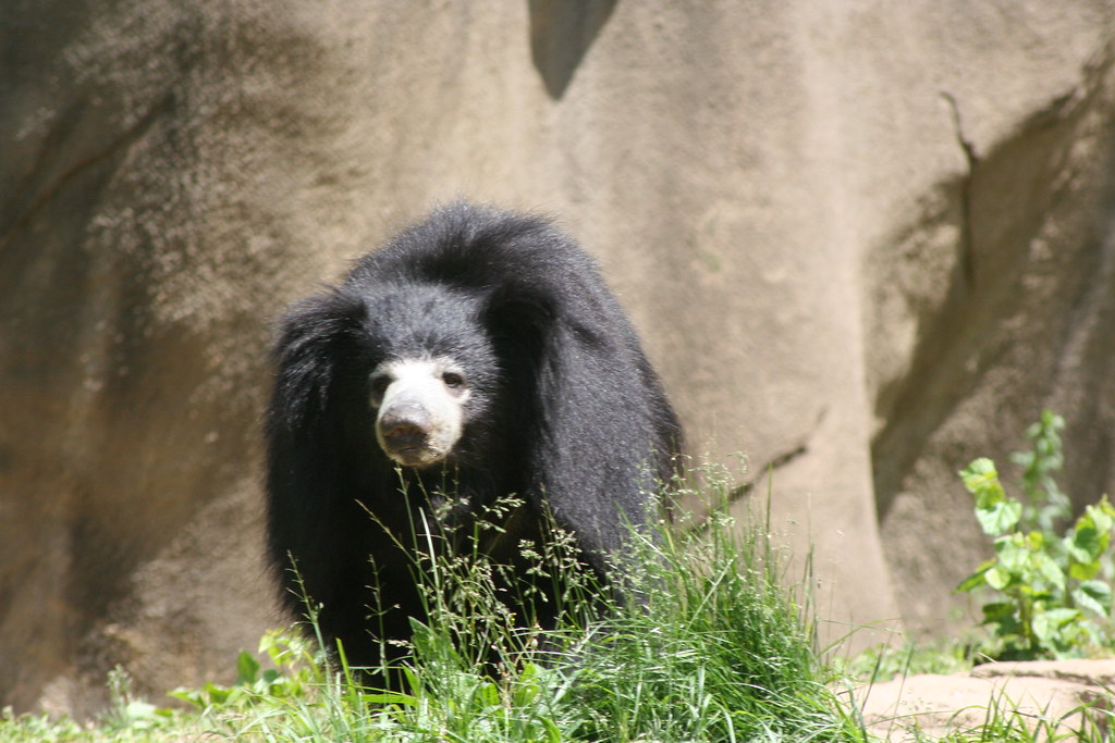 Sloth Bears
