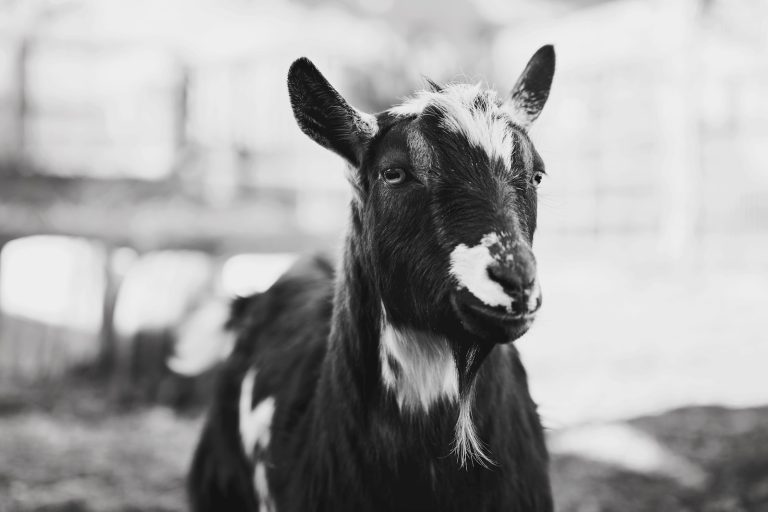 9 Popular Small Goat Breeds