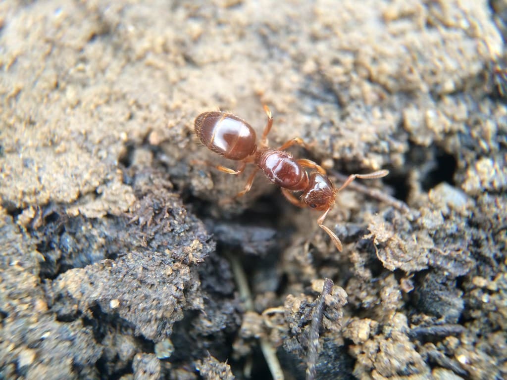 Smaller Yellow Ant - Types of Ants in Pennsylvania