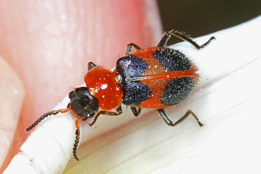 Soft-winged Flower Beetle