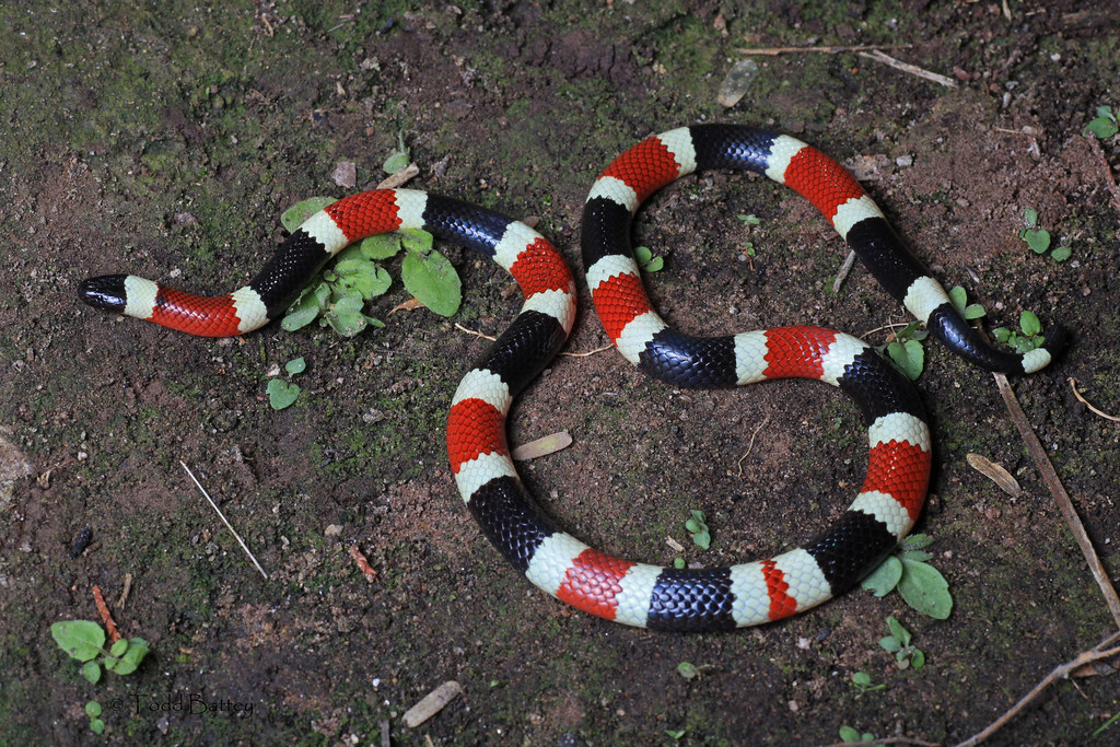 Sonoran Coral Snake