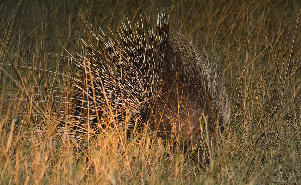 South African Porcupine