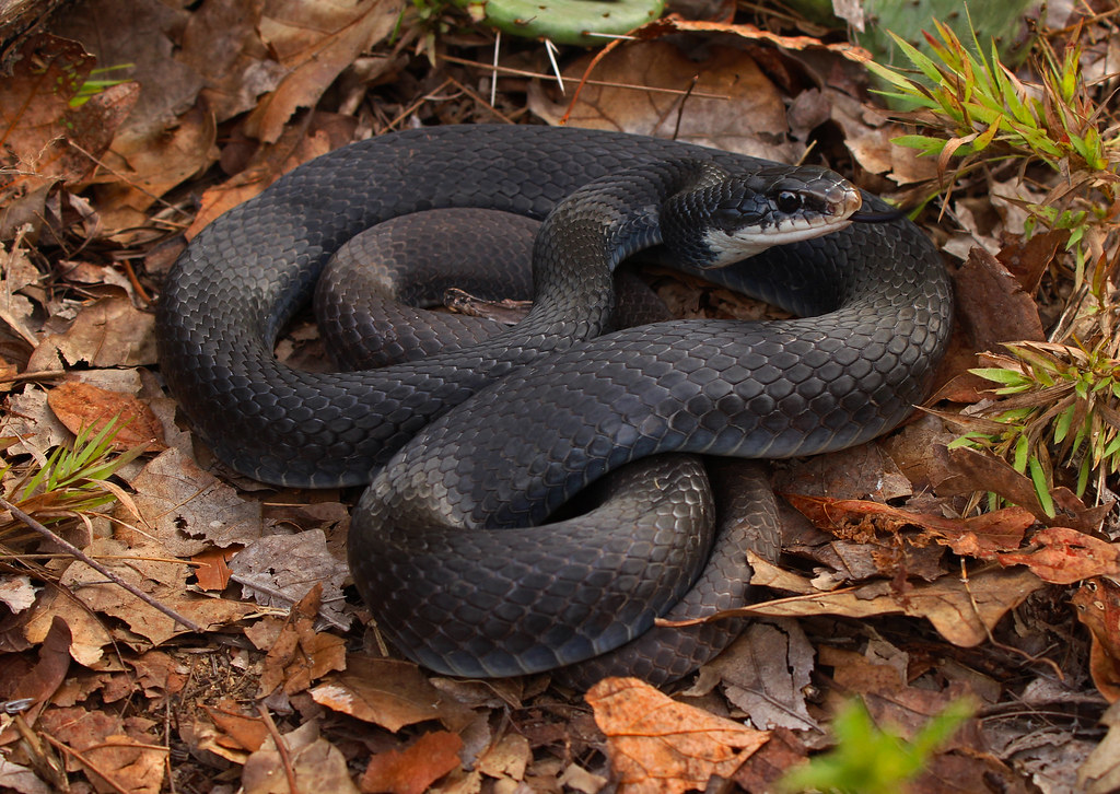 Southern Black Racer - Fastest Snakes in the World