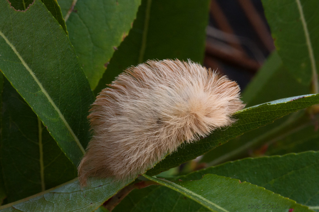 Southern Flannel Caterpillar