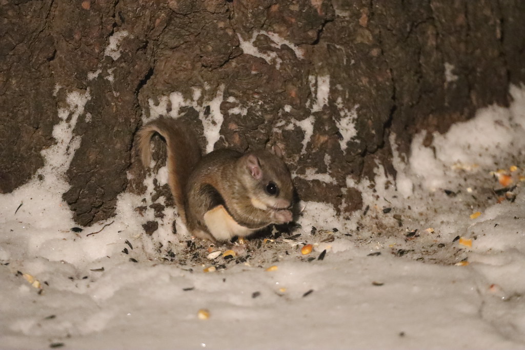 Southern Flying Squirrel - Different Types of Squirrels in Canada