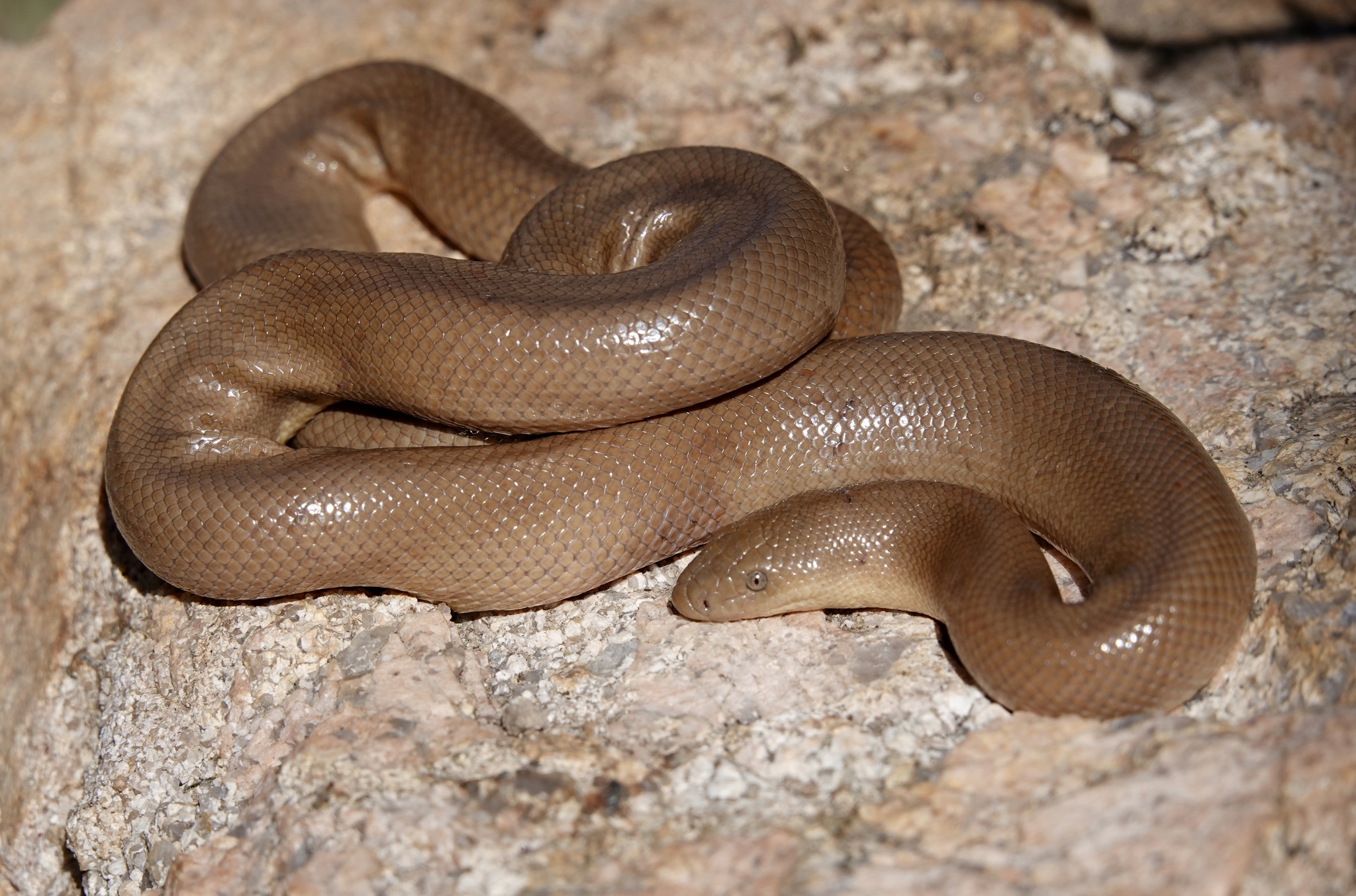Southern Rubber Boa