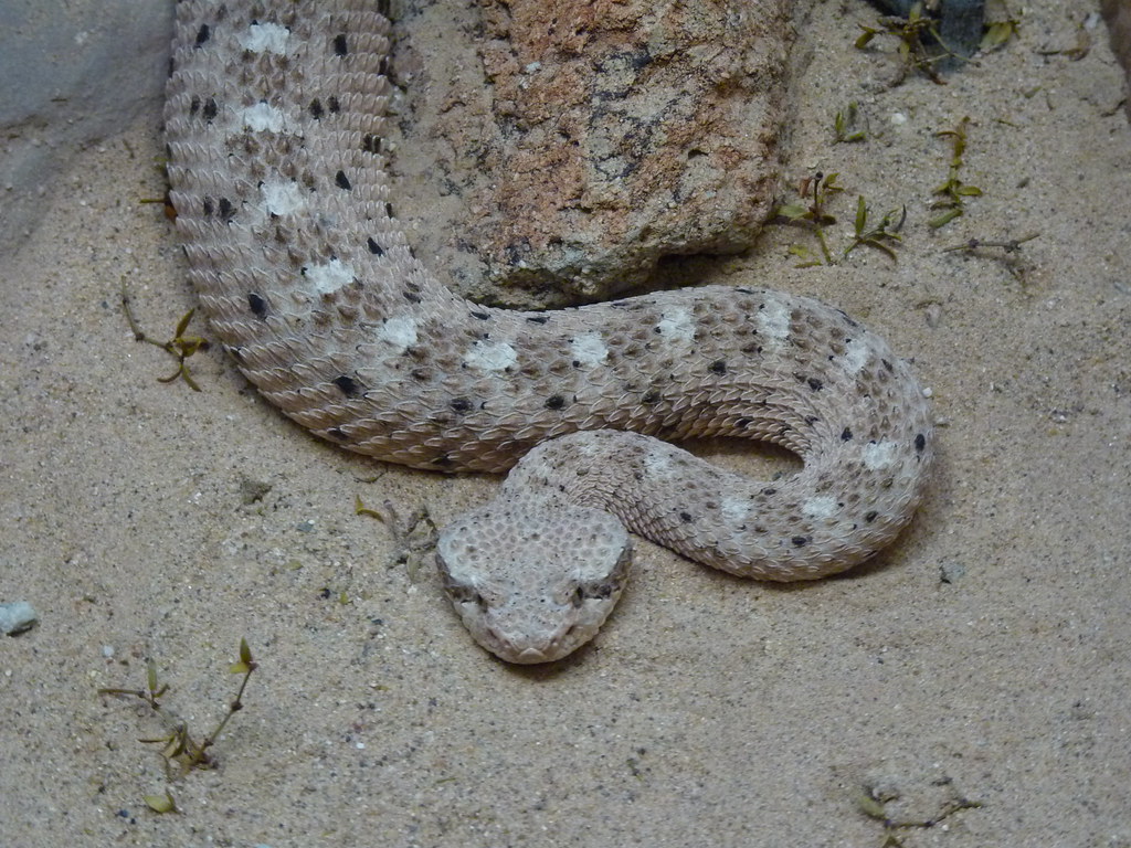 Southwestern Speckled Rattlesnake