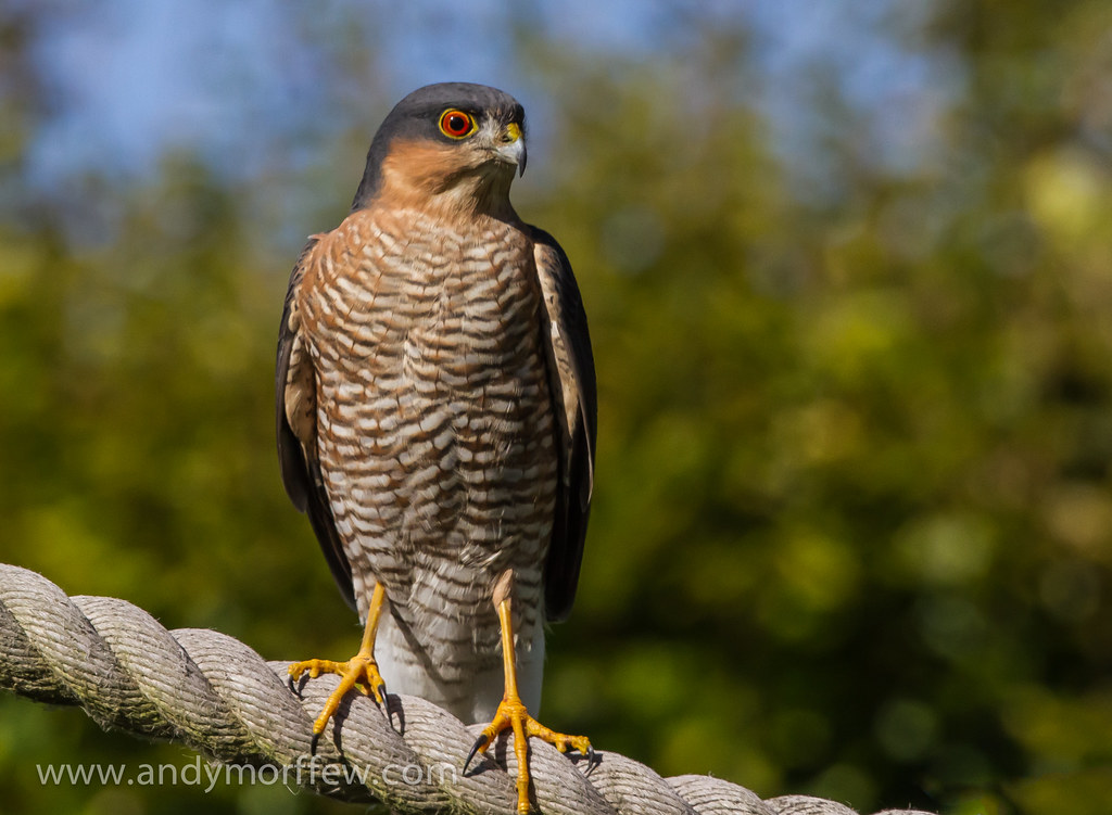 Sparrowhawk 
