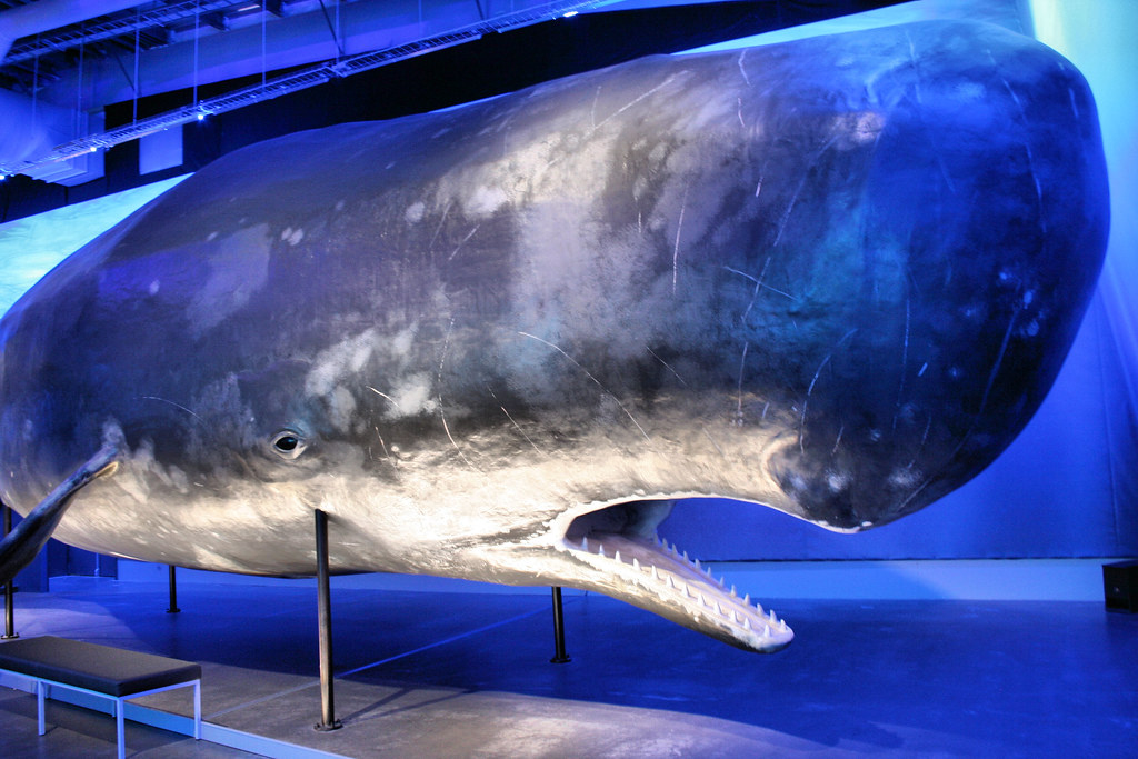Sperm Whale