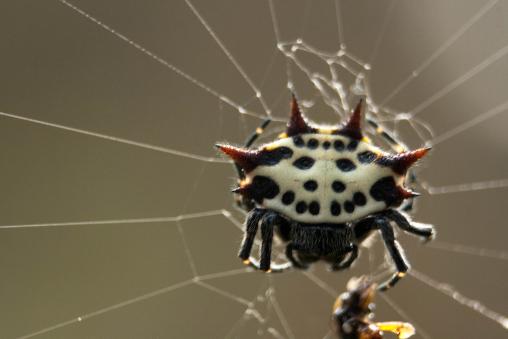 Spiny Orb-Weaver