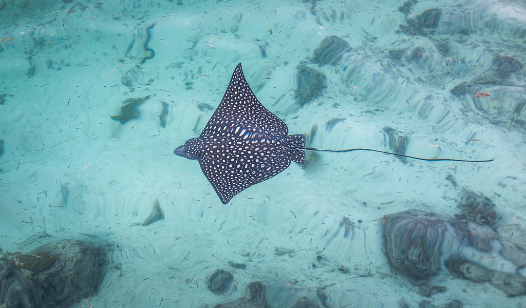 Spotted Eagle Ray