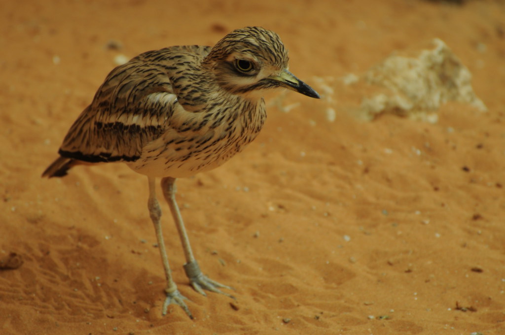 Spotted Thick Knee