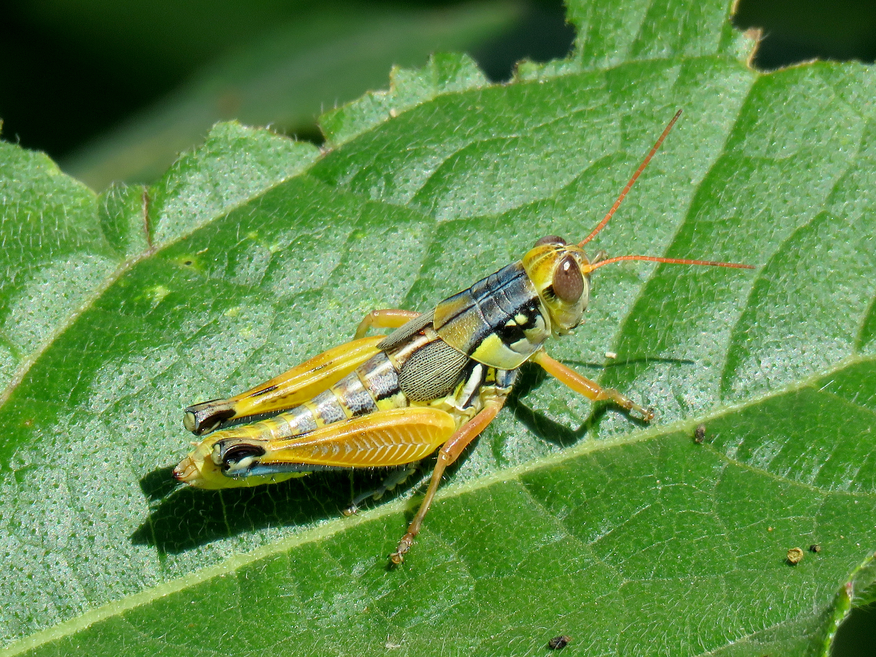 Spur-throated Grasshopper
