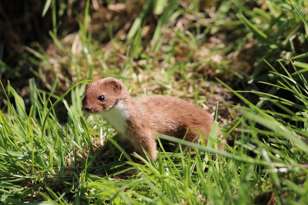 Stoats