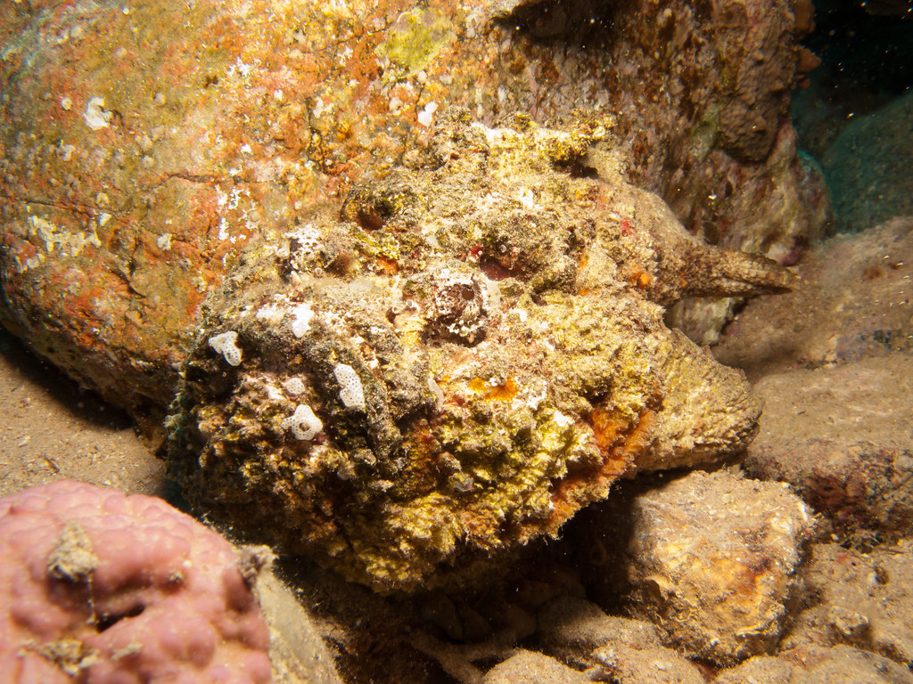 Stonefish
