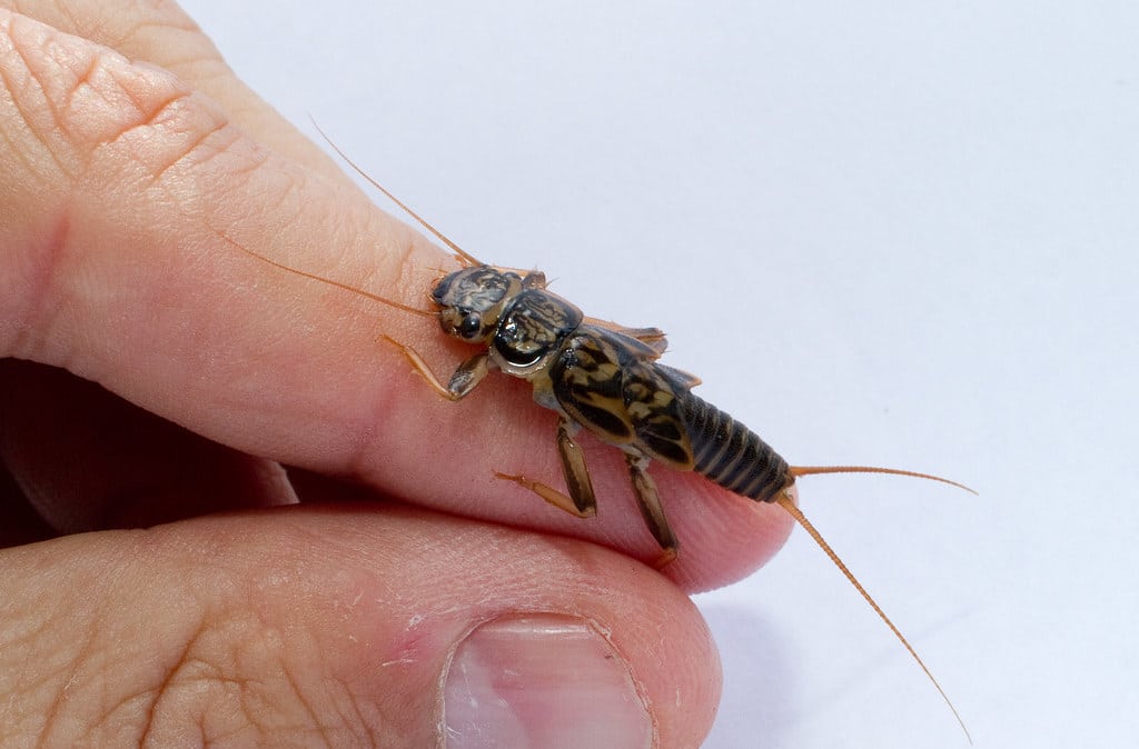 Stonefly Larvae