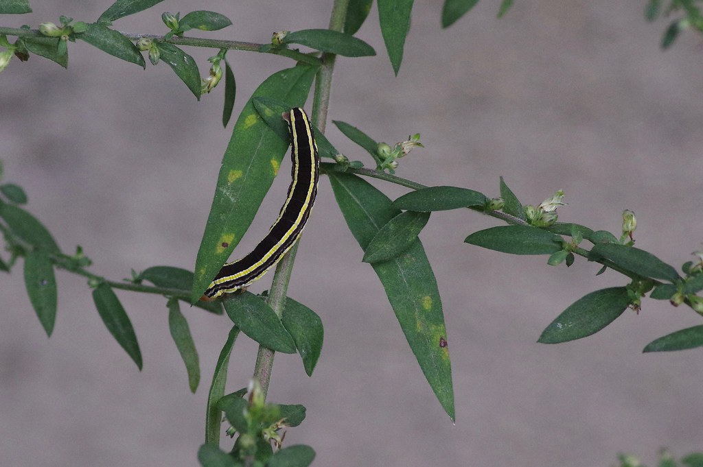 Striped Garden Caterpillar