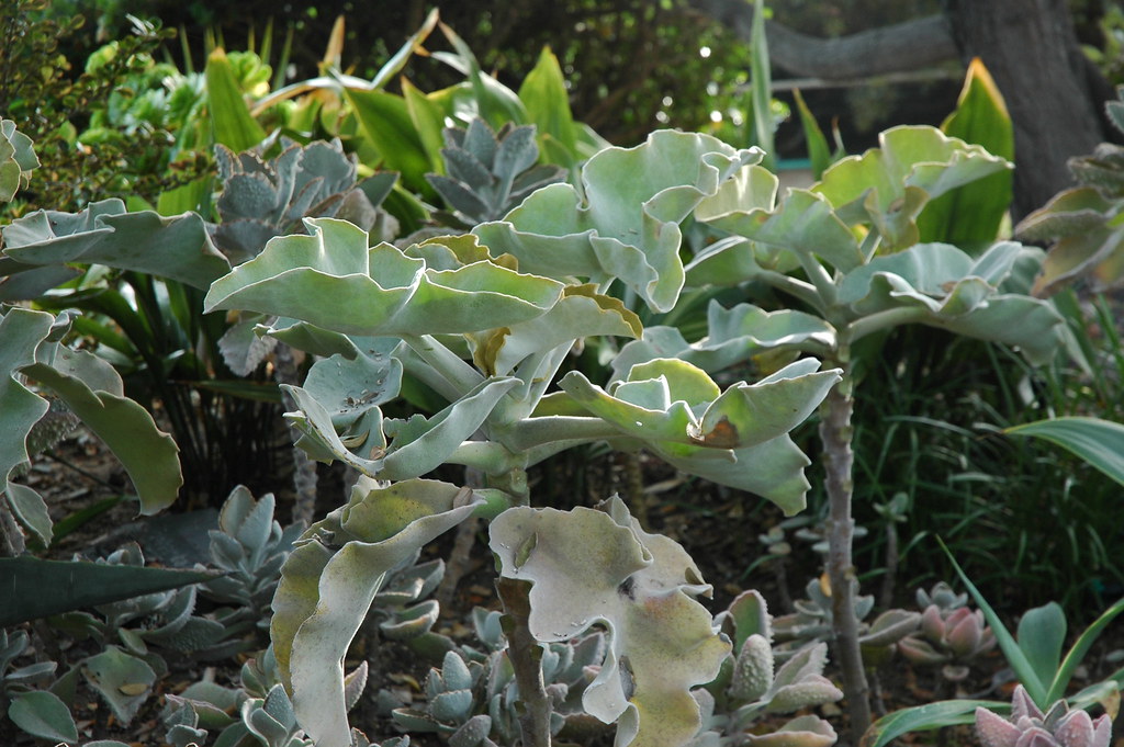 Succulent plants