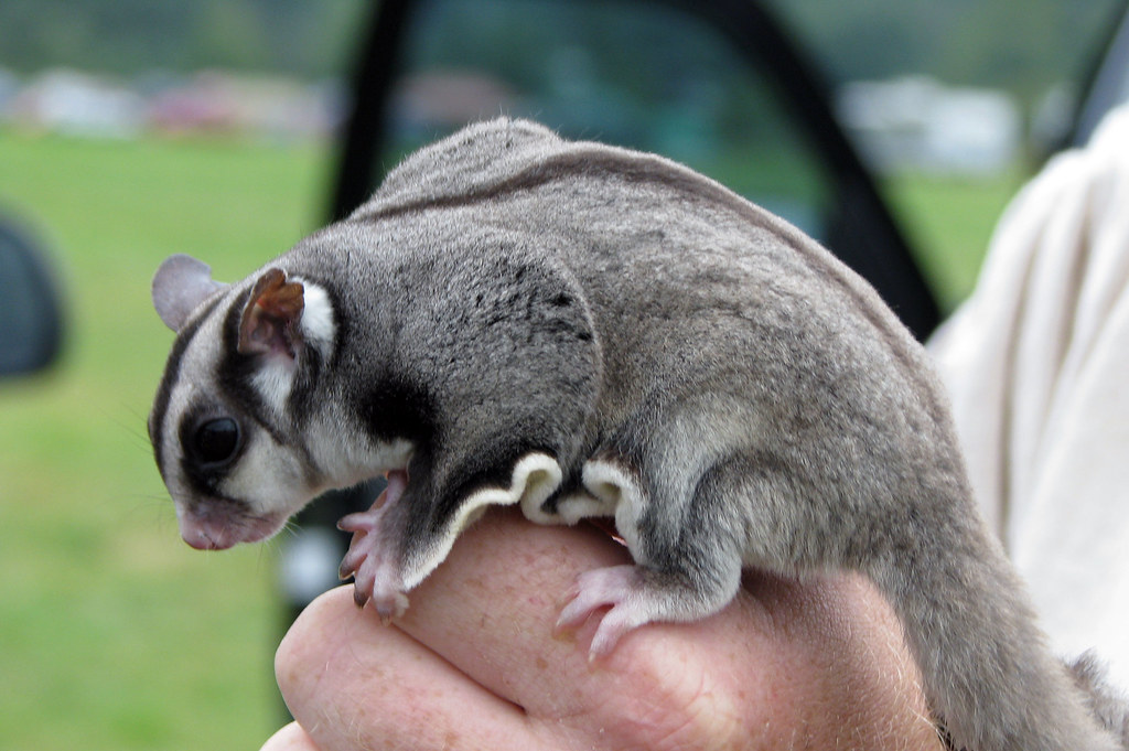 Sugar Glider - Animals With Pouches