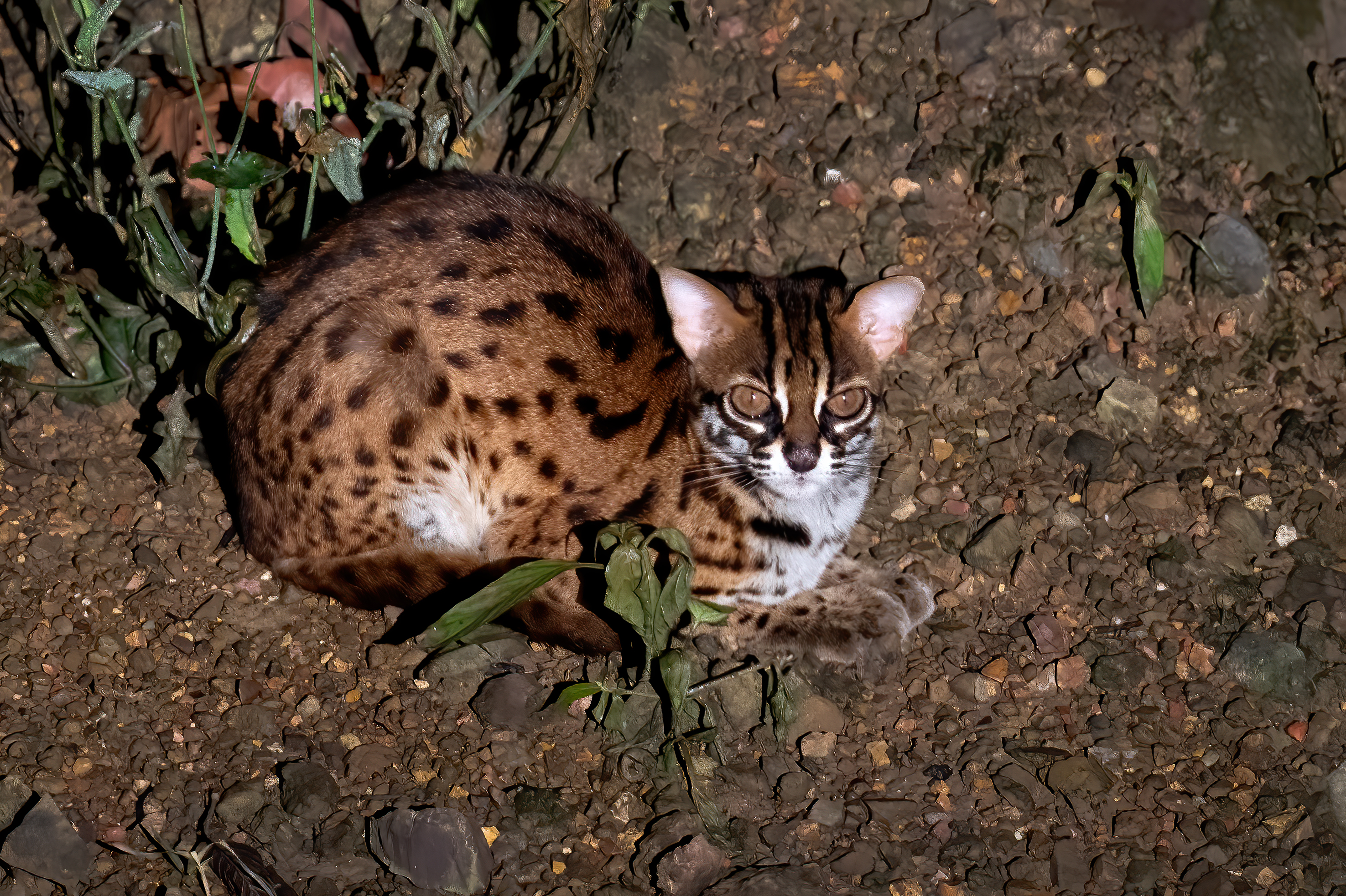 Sunda Leopard Cat