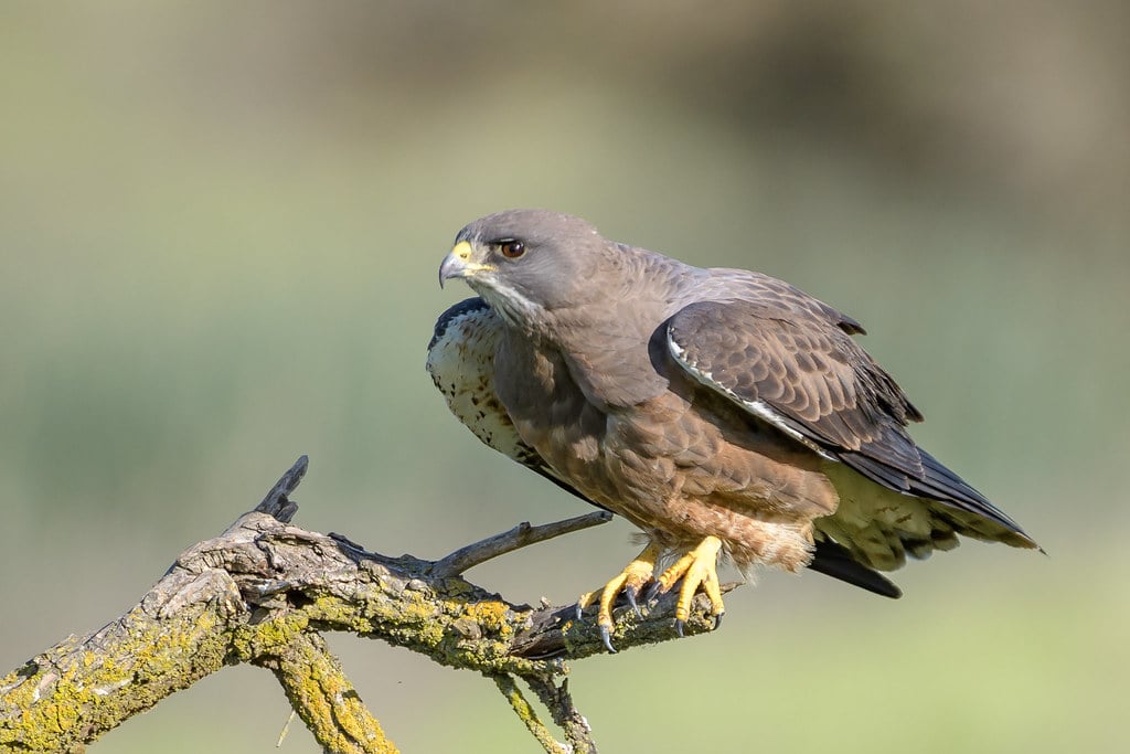 Swainson's Hawks