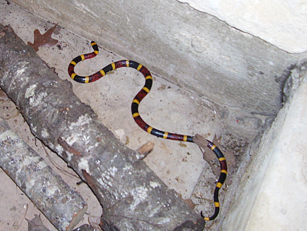 Texas Coral Snake