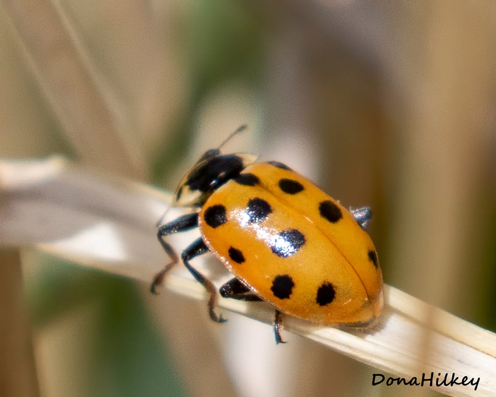 Thirteen-spotted Lady Beetle - Types of Ladybugs in Michigan