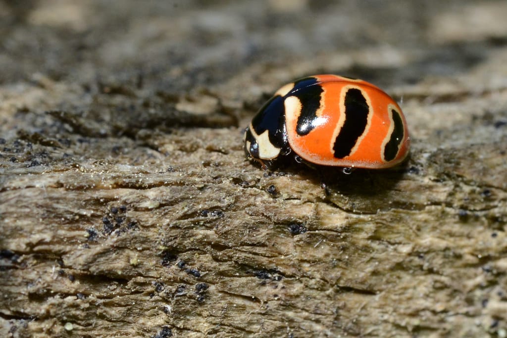 Three-banded Lady Beetle