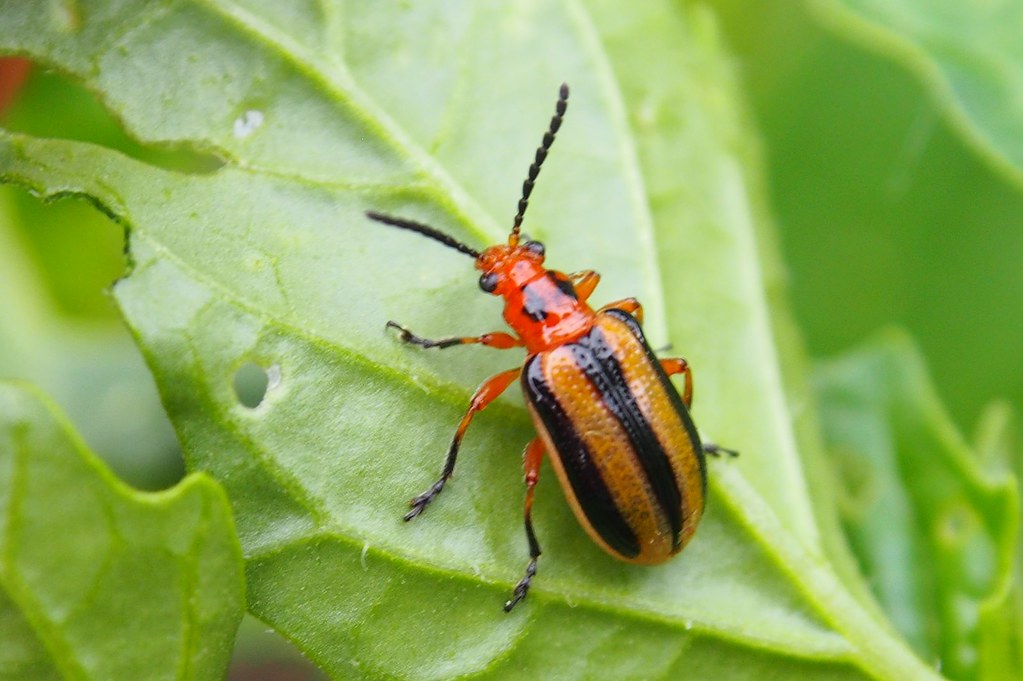 Three-lined Potato Beetle - Types of Beetles in Montana