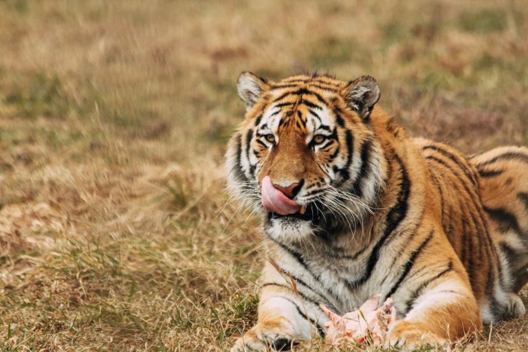 20 Tiger Names That Will Amaze You