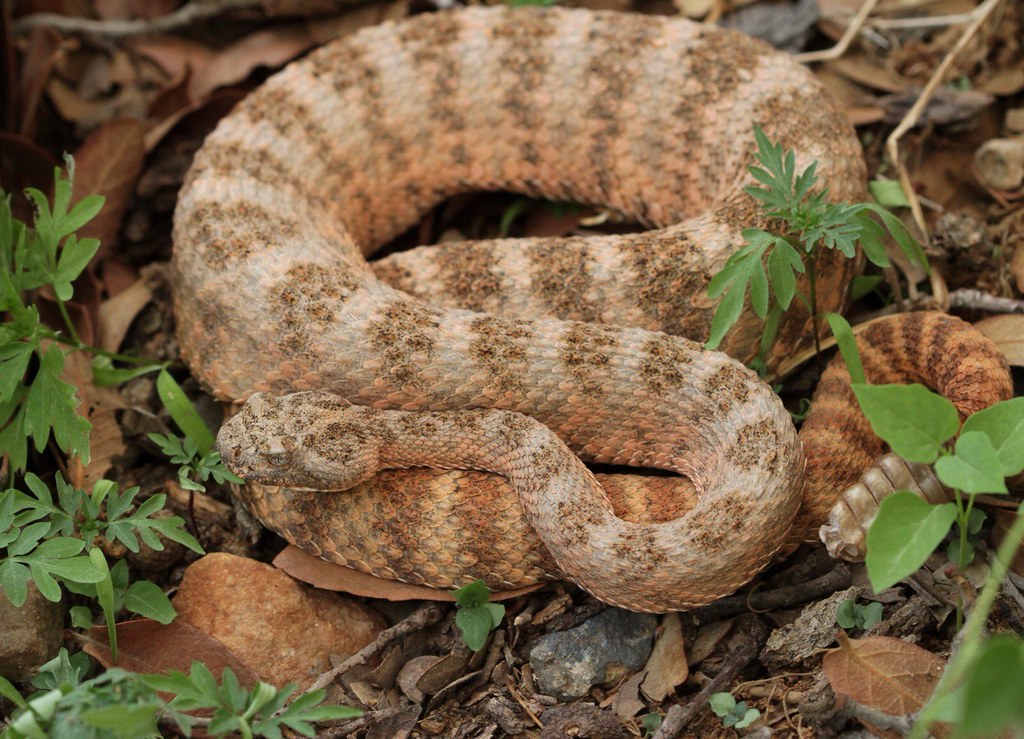 Tiger Rattlesnake - Most Venomous Snakes in the US